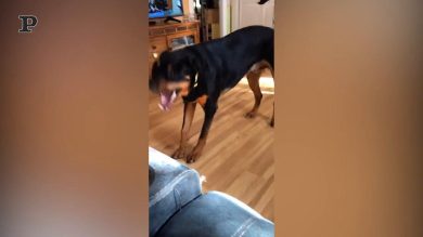Cane si tiene in forma facendo stretching | video