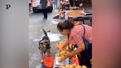 Cane premuroso va a fare la spesa al posto del padrone | video