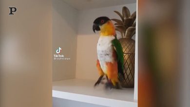 Pappagallo salta e balla a ritmo di musica | video