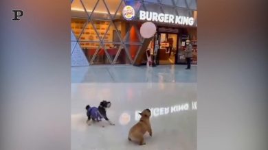 Cane giocherellone alle prese con un palloncino | video