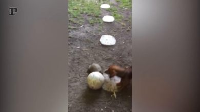 Un cane e una tartaruga giocano insieme | video