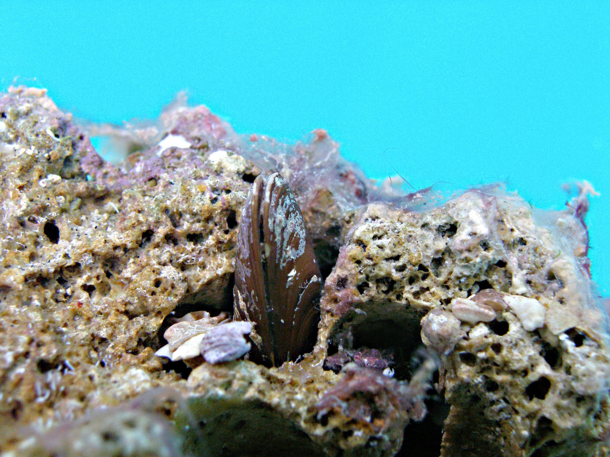 I datteri di mare diventano un affare criminale