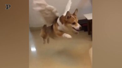 Un divertente cane con le ali prende il volo | Video