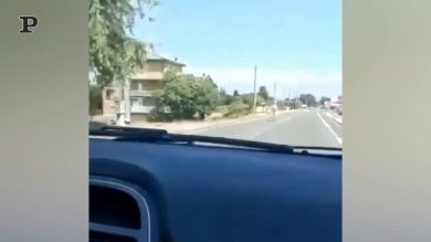 Reggio Emilia, la zebra corre sulla carreggiata | Video