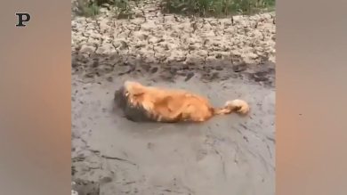 Due Golden retriever si divertono in mezzo al fango | Video