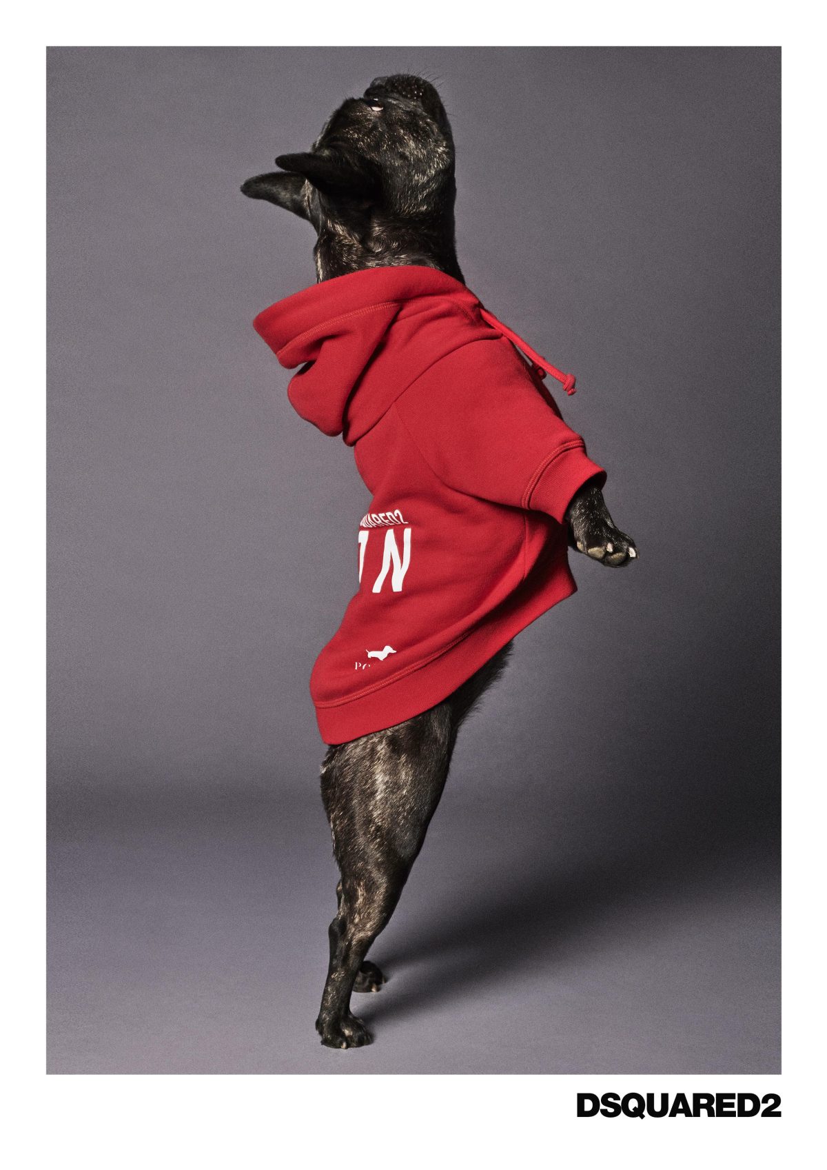 Galleria foto 'Vola la Pet Couture e il mercato per animali da compagnia' - foto 54