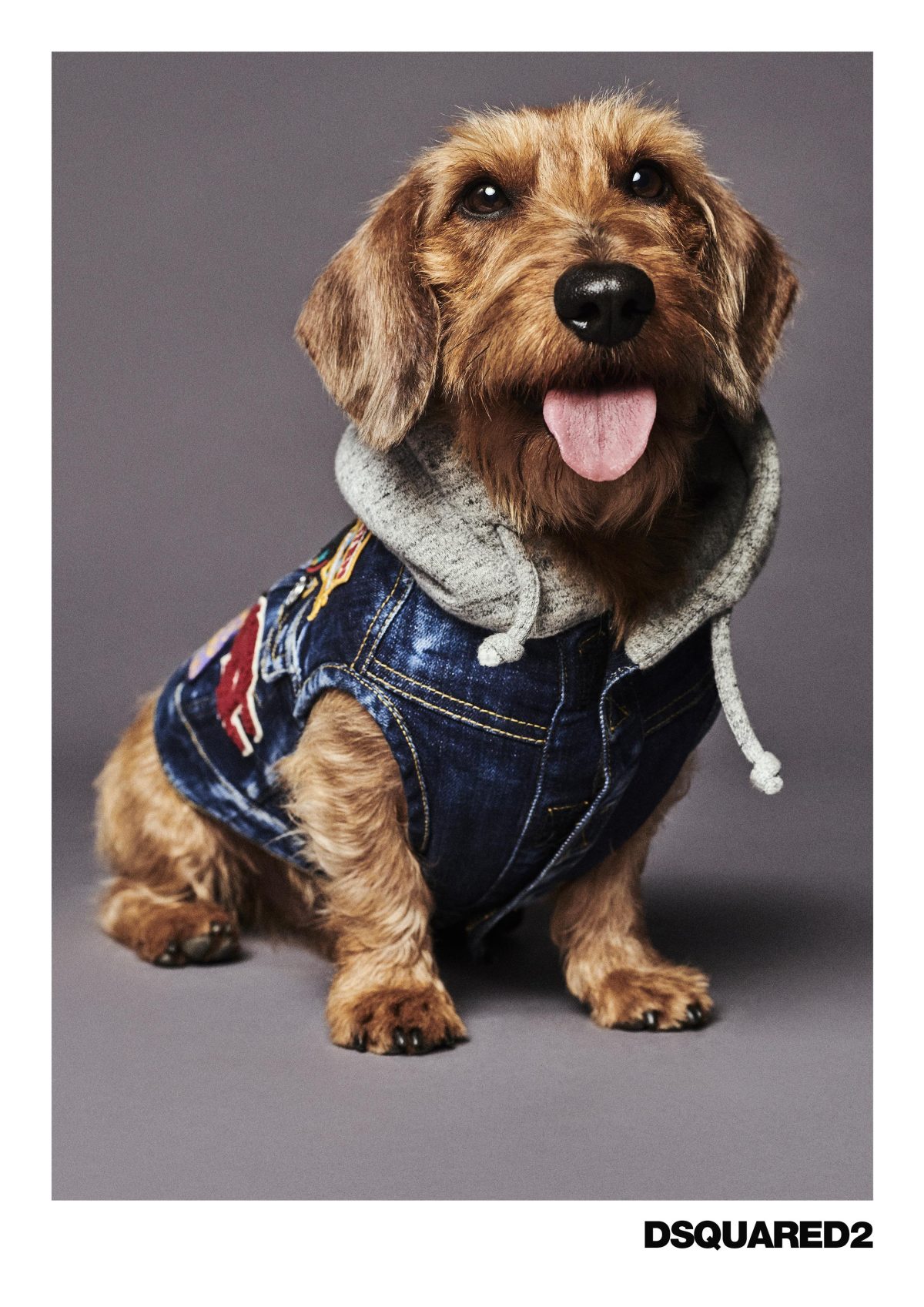 Galleria foto 'Vola la Pet Couture e il mercato per animali da compagnia' - foto 53