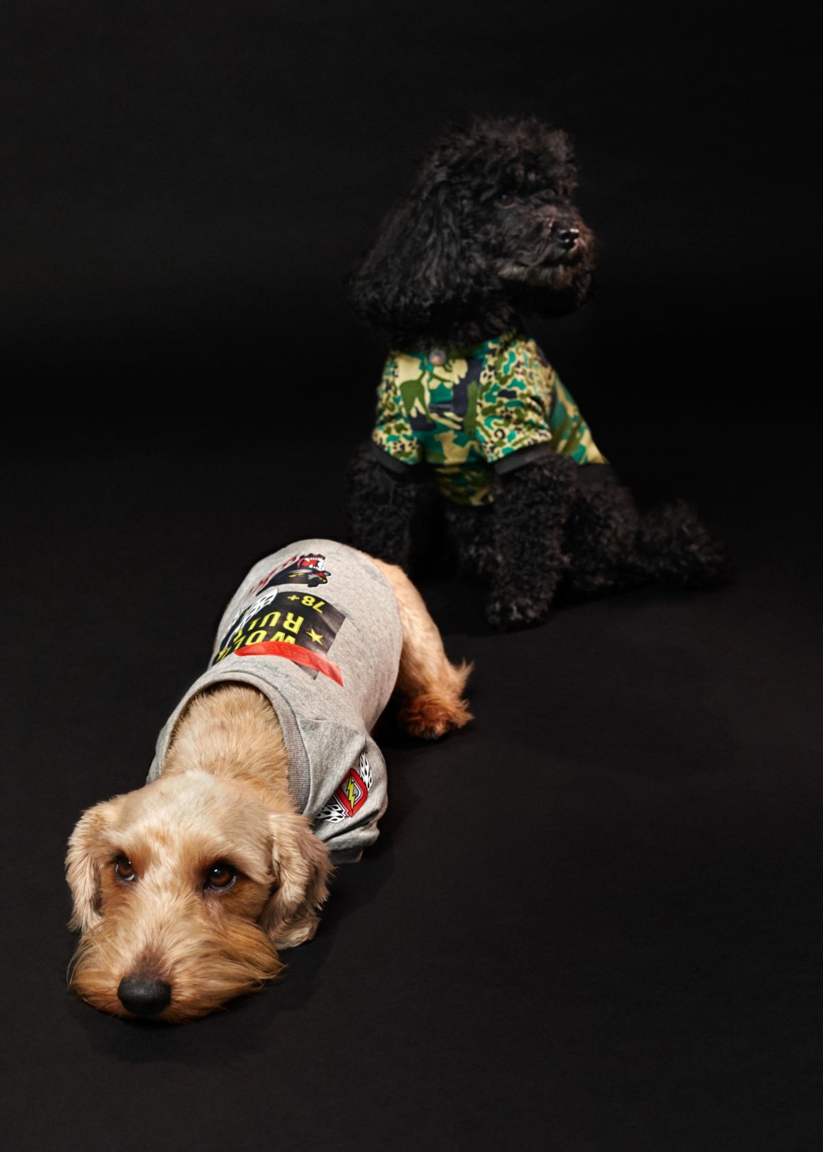 Galleria foto 'Vola la Pet Couture e il mercato per animali da compagnia' - foto 8