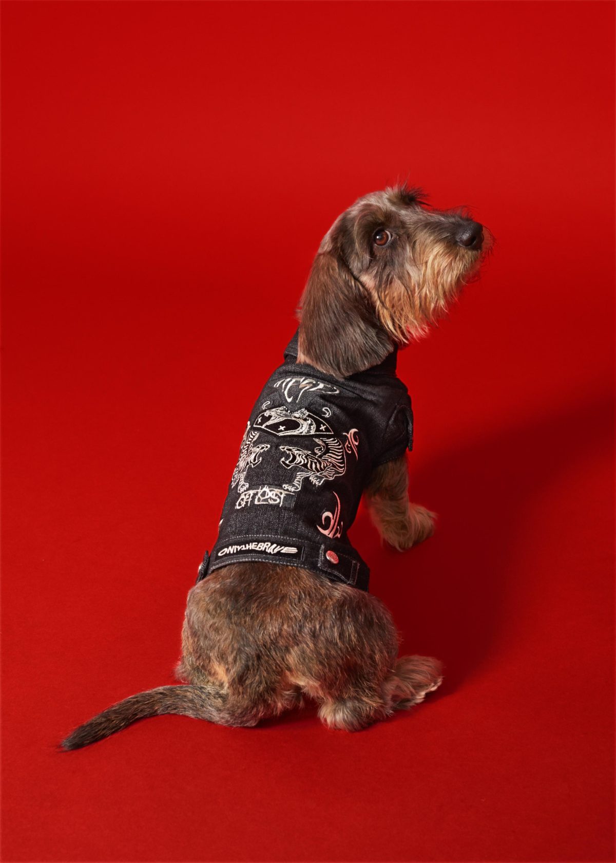 Galleria foto 'Vola la Pet Couture e il mercato per animali da compagnia' - foto 7