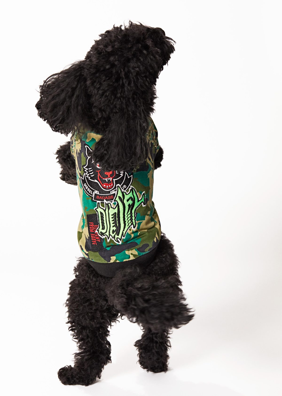 Galleria foto 'Vola la Pet Couture e il mercato per animali da compagnia' - foto 6