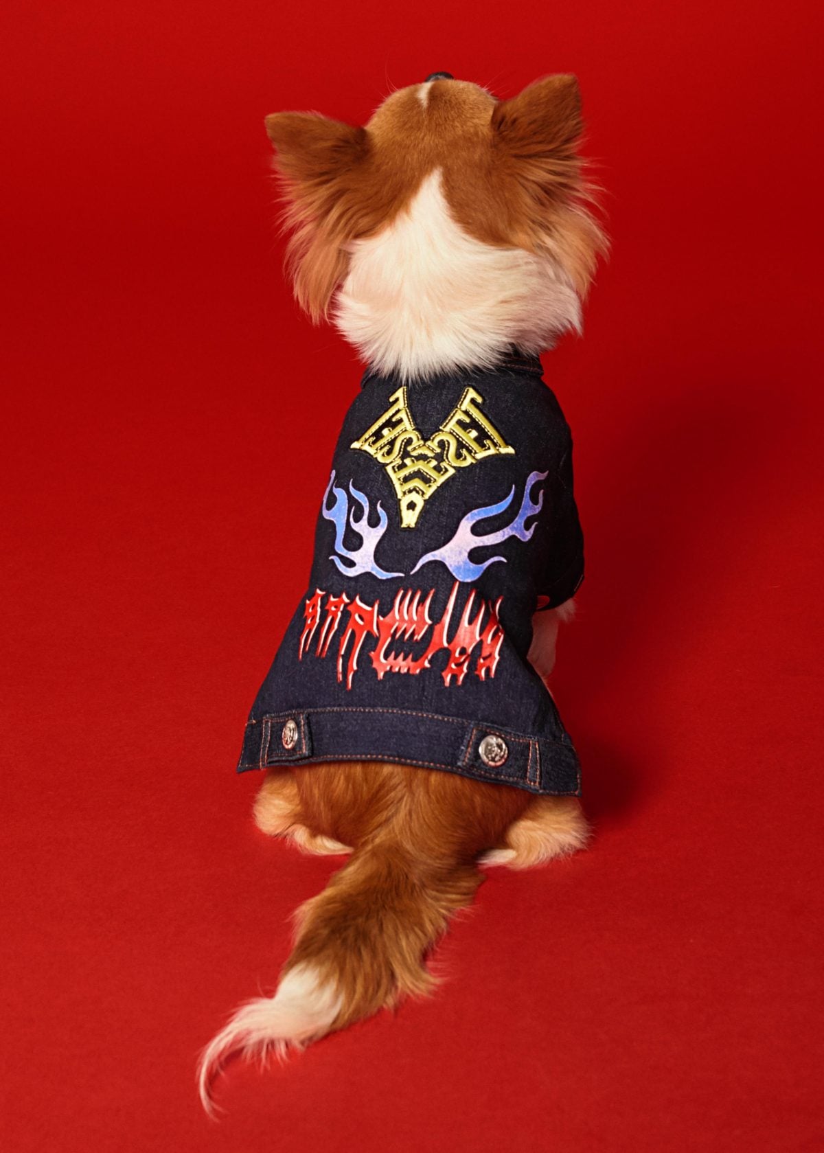 Galleria foto 'Vola la Pet Couture e il mercato per animali da compagnia' - foto 5