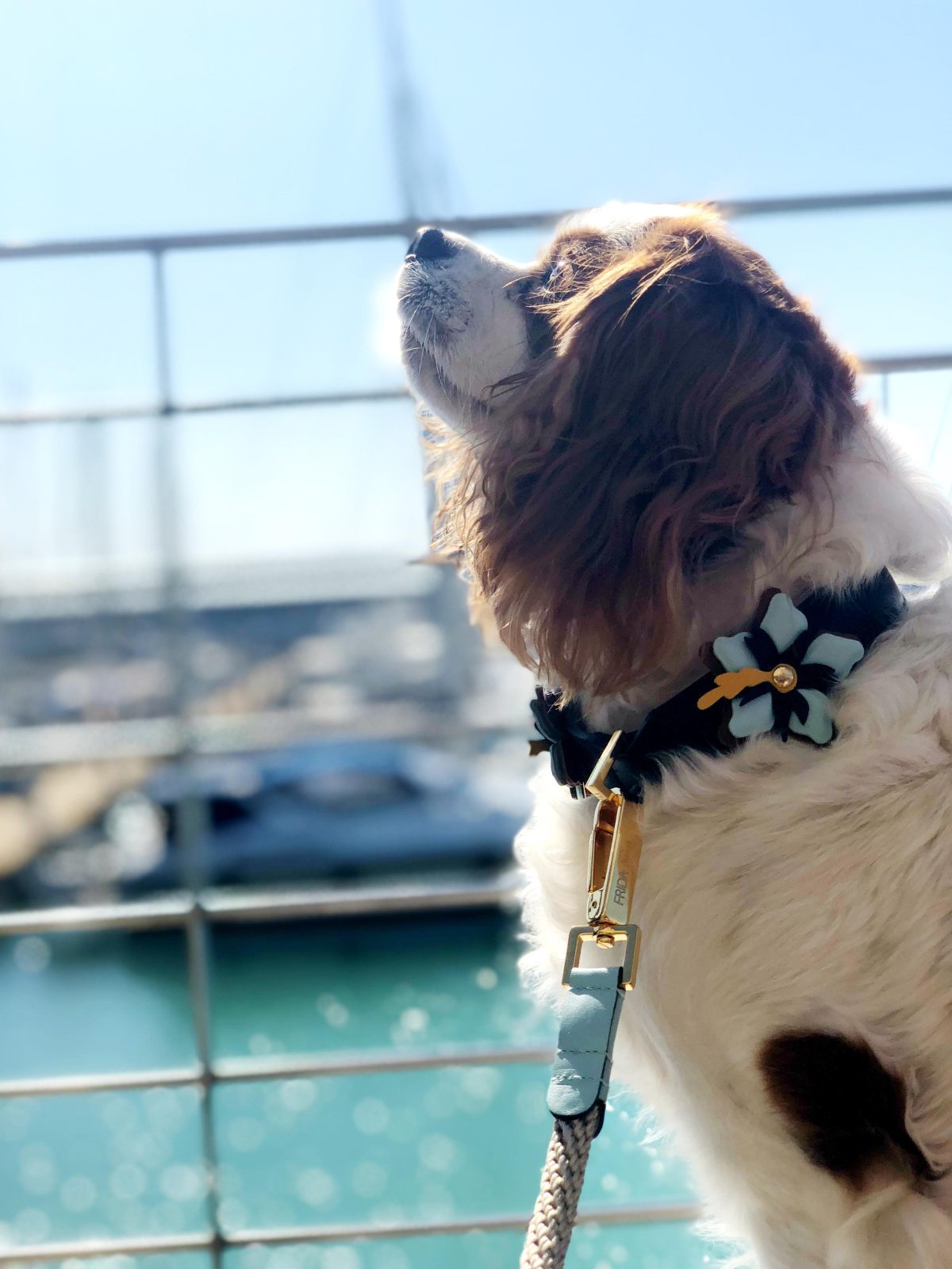 Galleria foto 'Vola la Pet Couture e il mercato per animali da compagnia' - foto 25