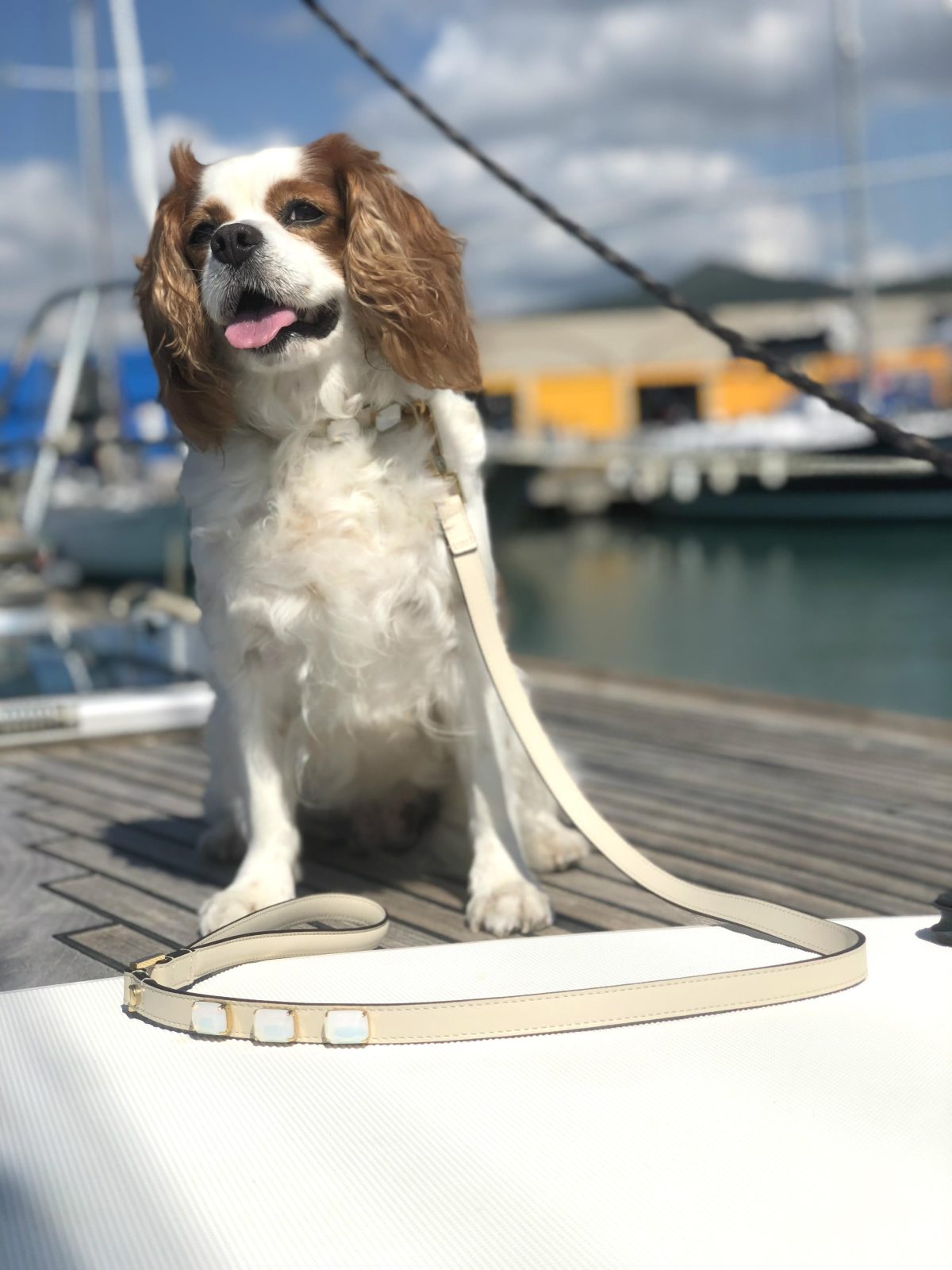 Galleria foto 'Vola la Pet Couture e il mercato per animali da compagnia' - foto 24