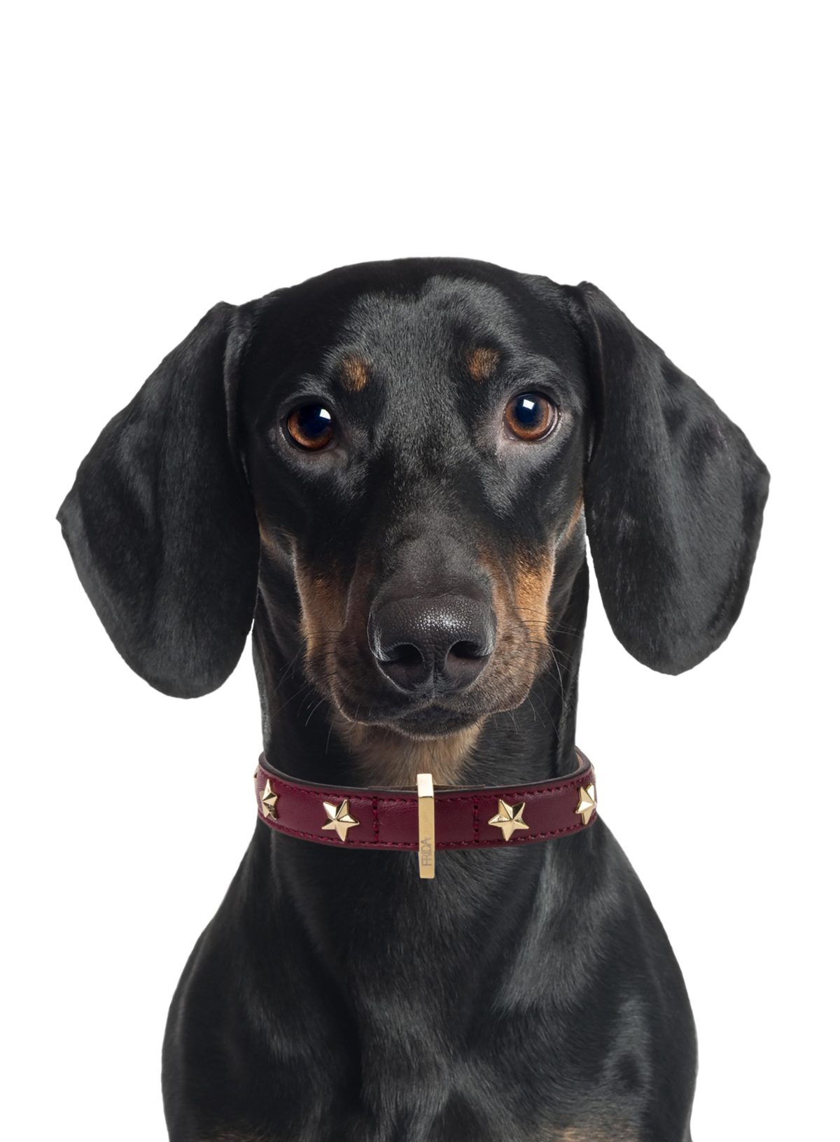 Galleria foto 'Vola la Pet Couture e il mercato per animali da compagnia' - foto 23