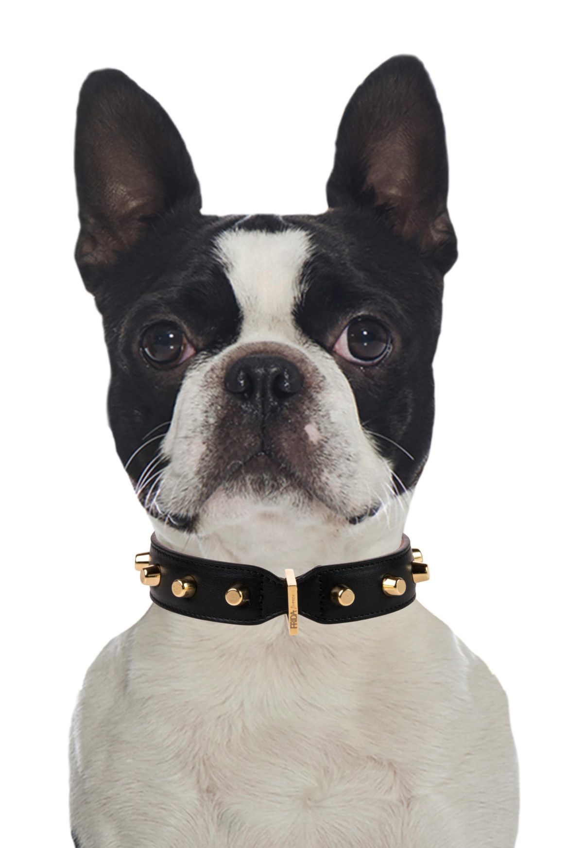 Galleria foto 'Vola la Pet Couture e il mercato per animali da compagnia' - foto 20