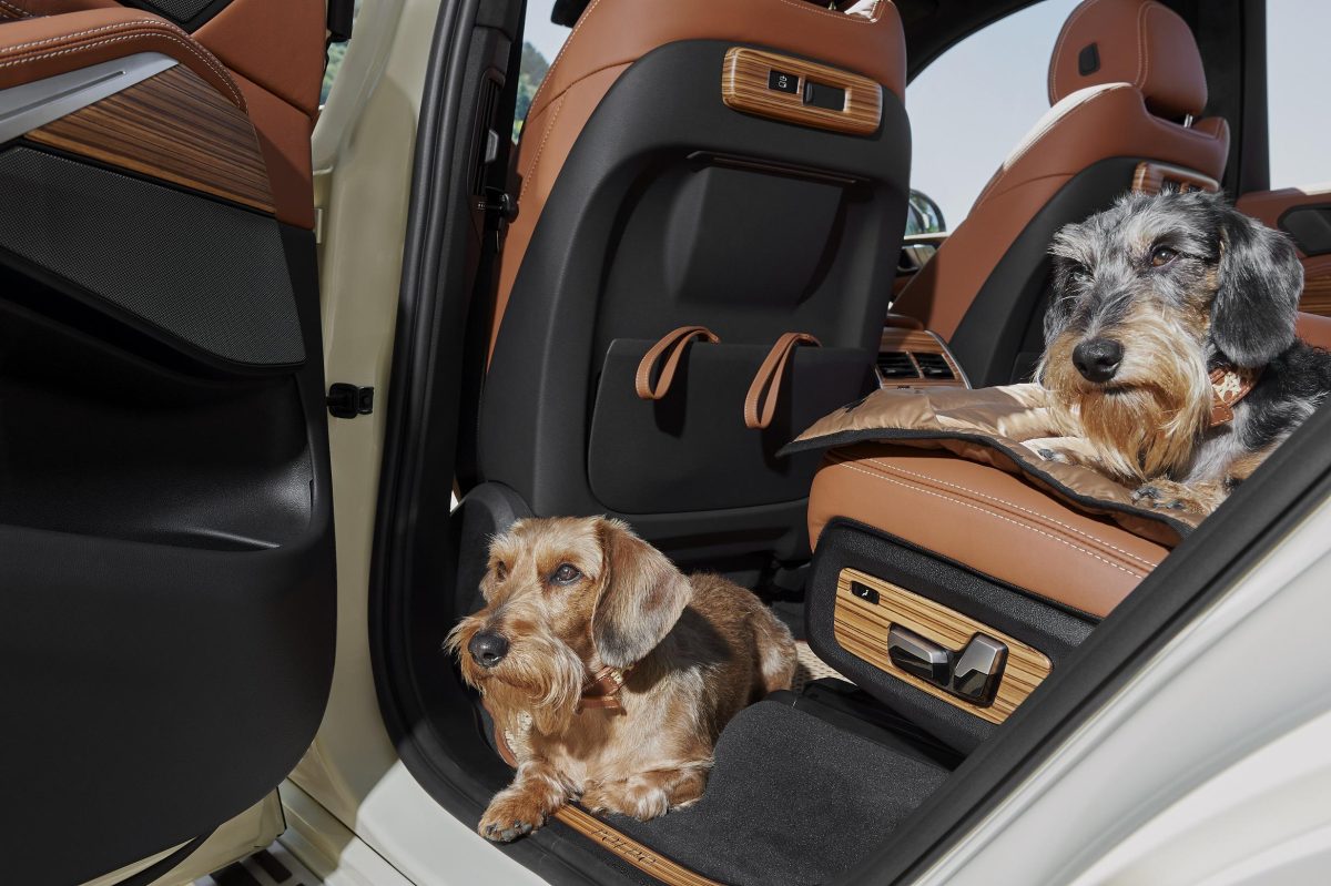 Galleria foto 'Vola la Pet Couture e il mercato per animali da compagnia' - foto 1