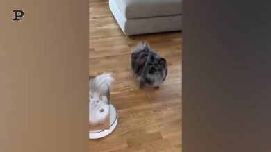 Gatto gira per casa grazie al robot aspirapolvere | Video