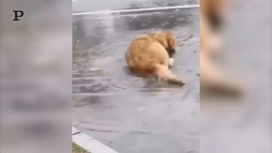 Dolce cagnolino fa il bagno in una pozzanghera | video