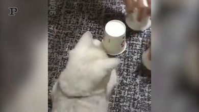 Gattino intelligente trova la pallina nascosta sotto il bicchiere | video