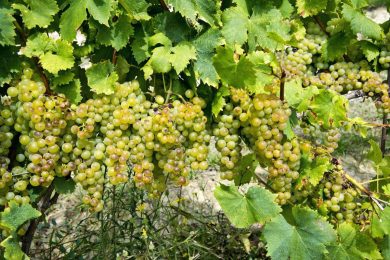 Asti capitale del Moscato e dello Spumante