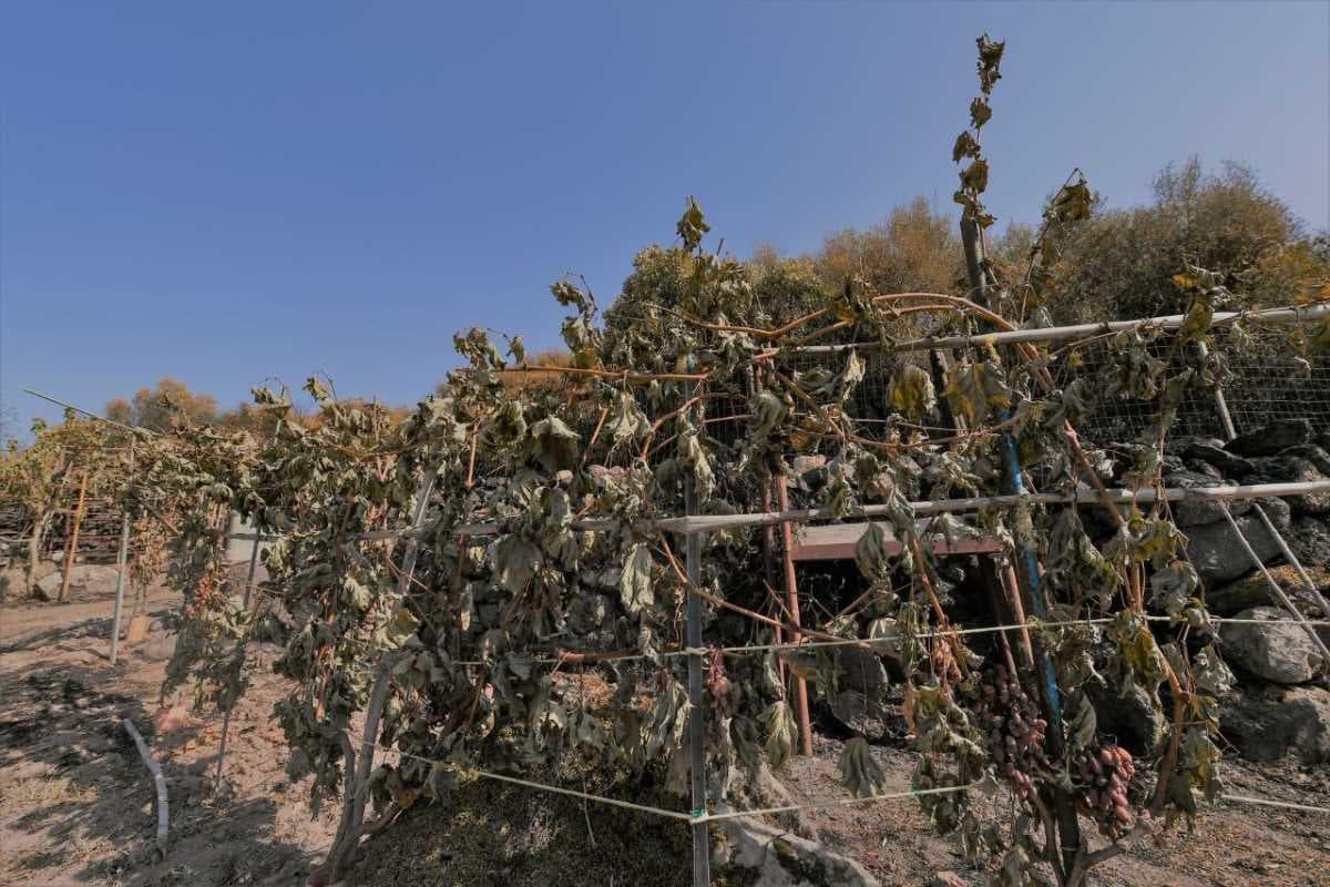 Vino e olio senza difese