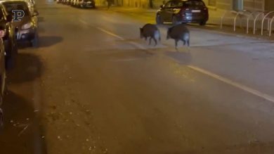 Da Roma a Torino, una coppia di cinghiali tra le vie della città | video