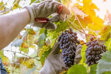 Arriva l’autunno e in Toscana è tempo di vendemmia