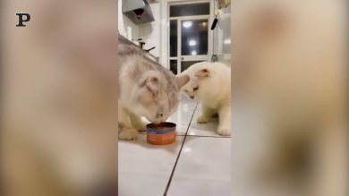 Gatti altruisti condividono una scatoletta di tonno | video