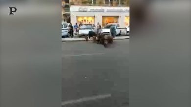 Roma, branco di cinghiali in via Trionfale | video