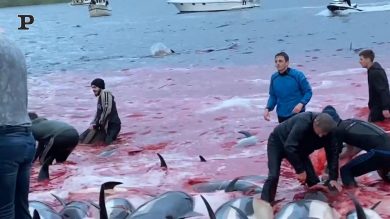 Far oer, la mattanza dei delfini | Video