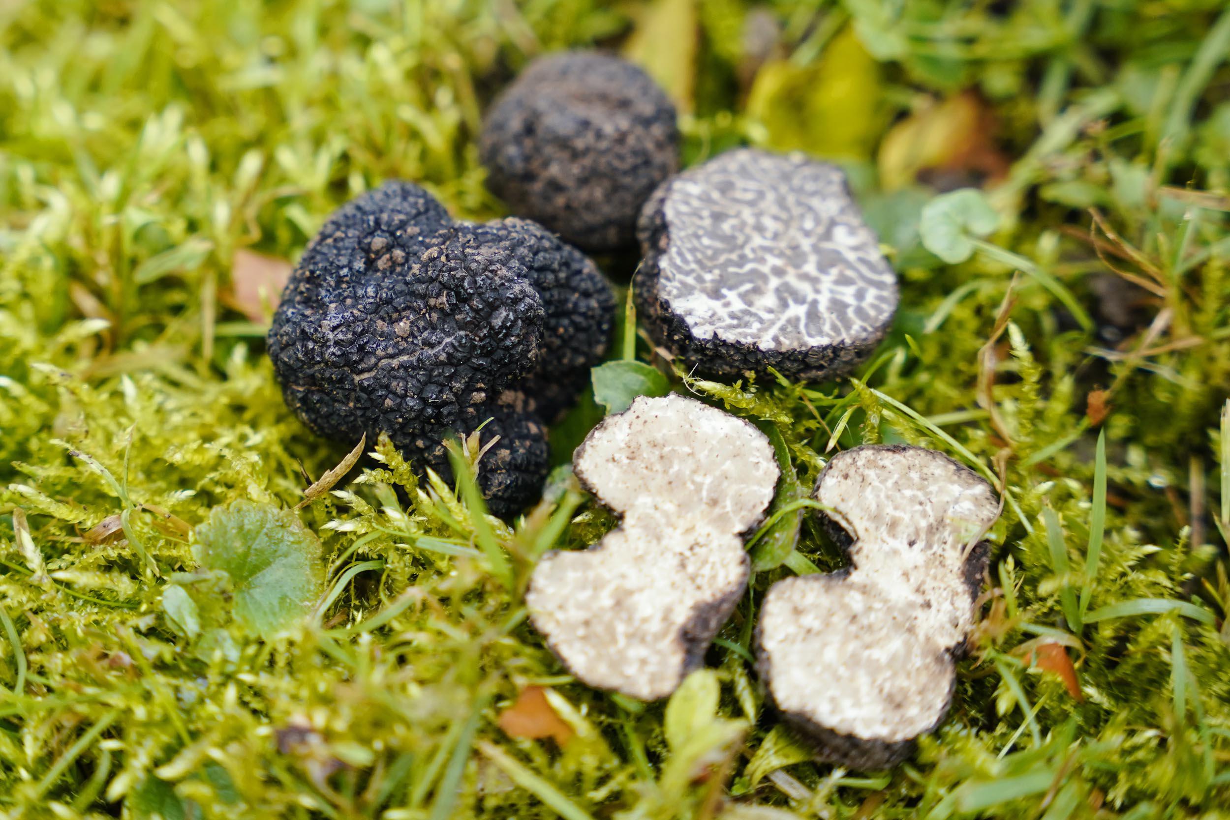 Chi trova un tartufo trova un tesoro