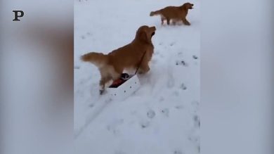 Il cane che porta a spasso il gatto | video