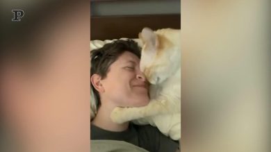 Gatto affettuoso chiede le coccole alla padrona | video