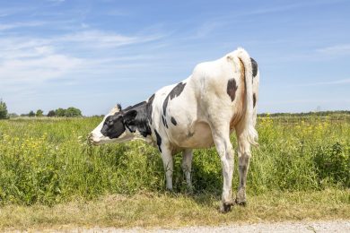 In arrivo la toilette per mucche
