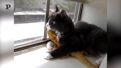 Un gatto ed un iguana diventano amici per la pelle | video