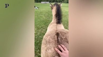 Pony rincorre l’amico per essere accarezzato | Video