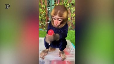 Scimmietta golosa mangia un lecca-lecca | video