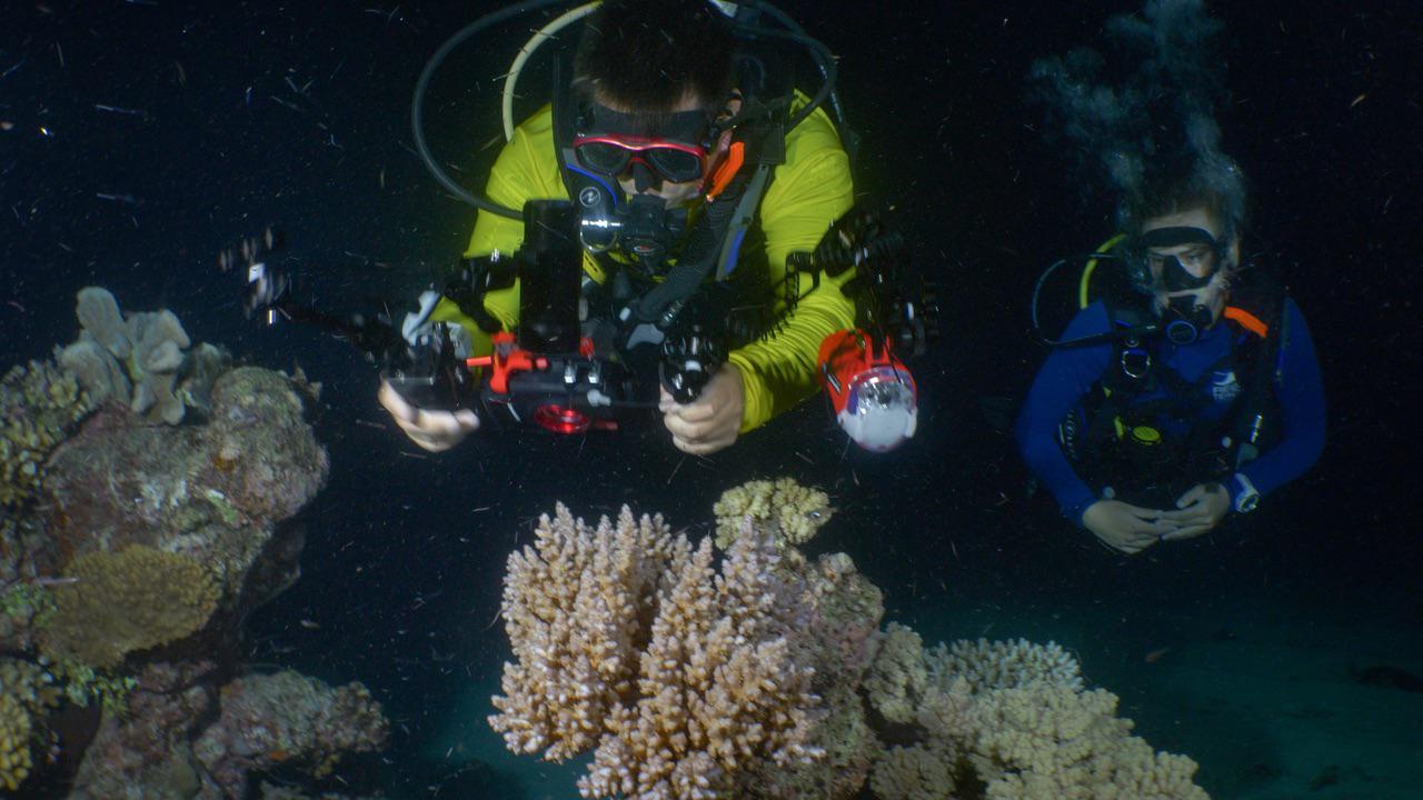Australia: esplode la vita nella barriera corallina Australia: esplode la vita nella barriera corallina
