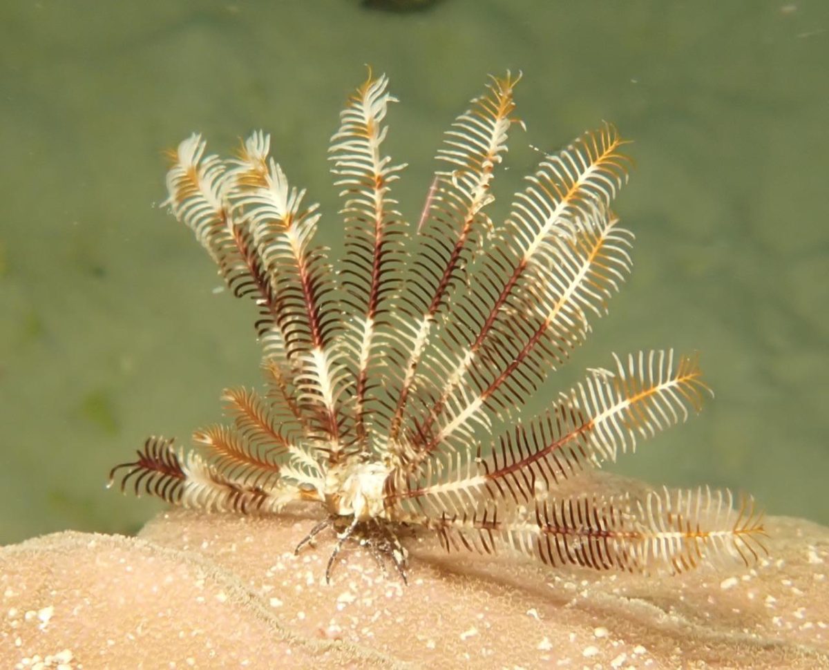 Galleria foto 'Australia: esplode la vita nella barriera corallina' - foto 3