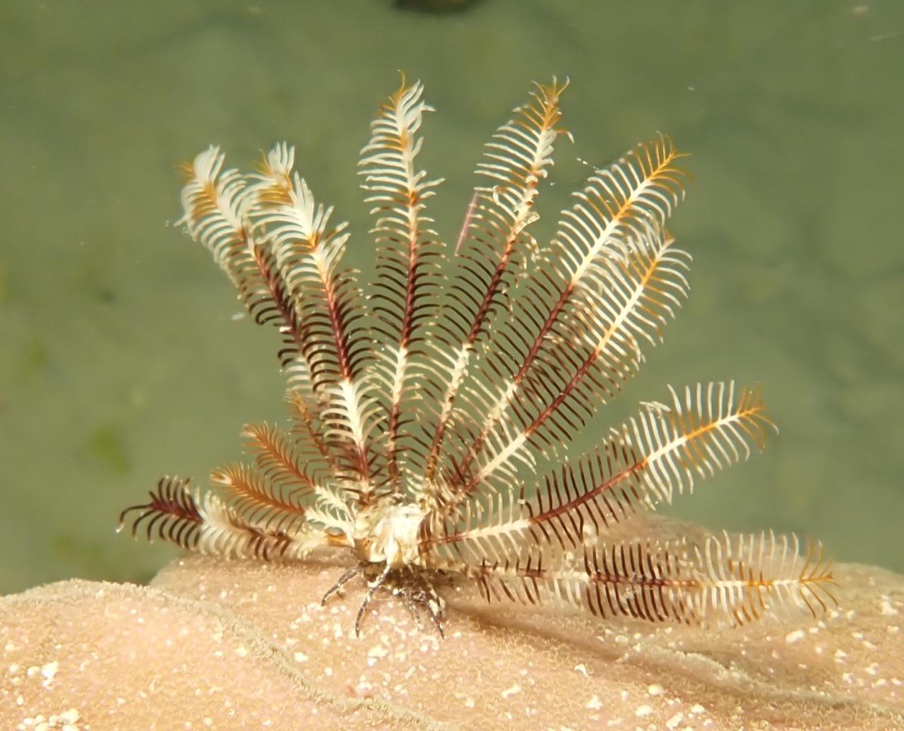 Australia: esplode la vita nella barriera corallina Australia: esplode la vita nella barriera corallina