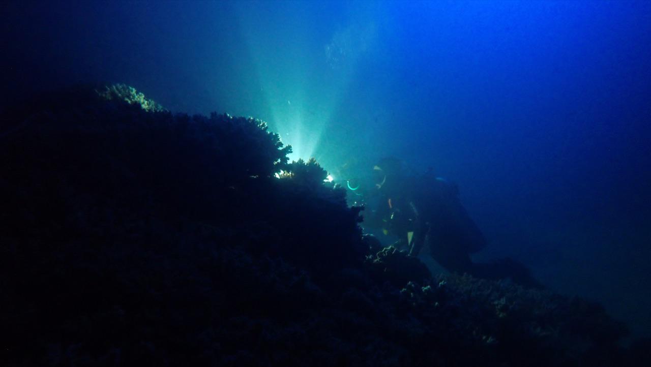 Australia: esplode la vita nella barriera corallina Australia: esplode la vita nella barriera corallina