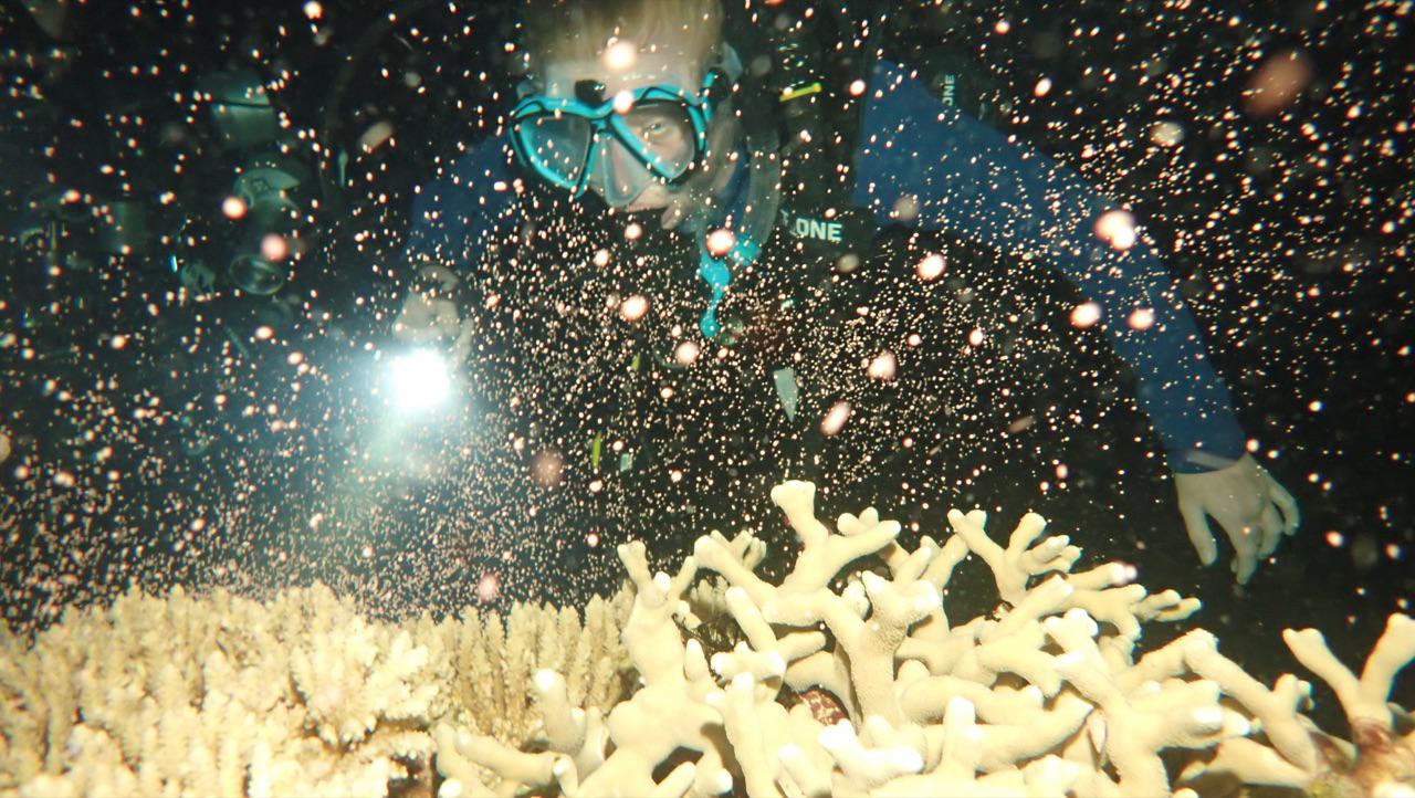 Australia: esplode la vita nella barriera corallina Australia: esplode la vita nella barriera corallina