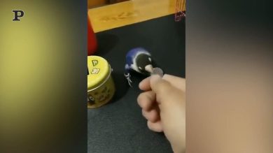 Pappagallo volenteroso raccoglie i rifiuti | video