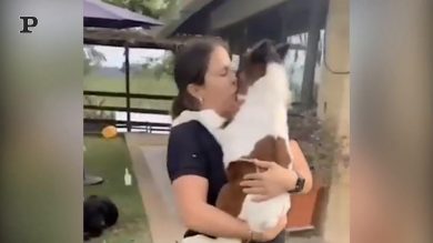 Un cavallo che fa le coccole | video