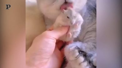 Un gatto ed un criceto diventano amici inseparabili | video