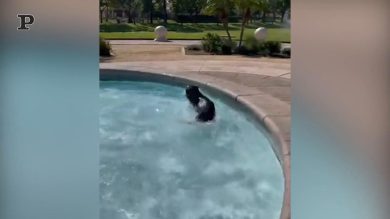 Cane si tuffa nella fontana e si gode il bagnetto | video