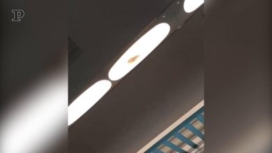 Un topo sul treno Milano-Verona: il video dei passeggeri