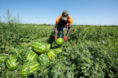 Decreto flussi: pericolo bluff