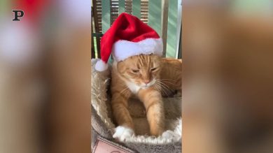 Gatto volenteroso si allena dopo le feste | Video