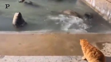 Gatto vs Foca: una sfida tutta da ridere | Video